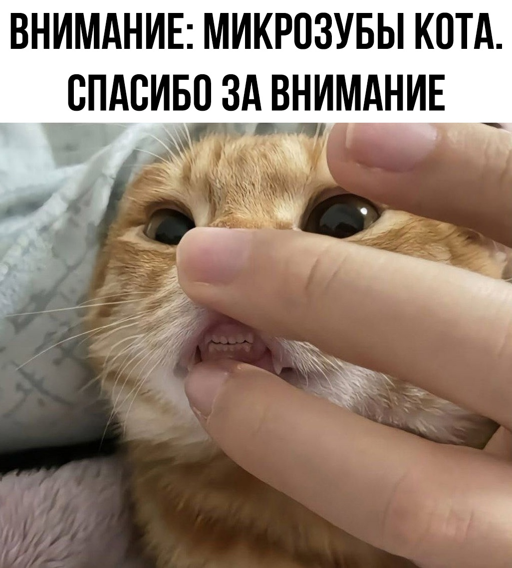 Смешные мемы