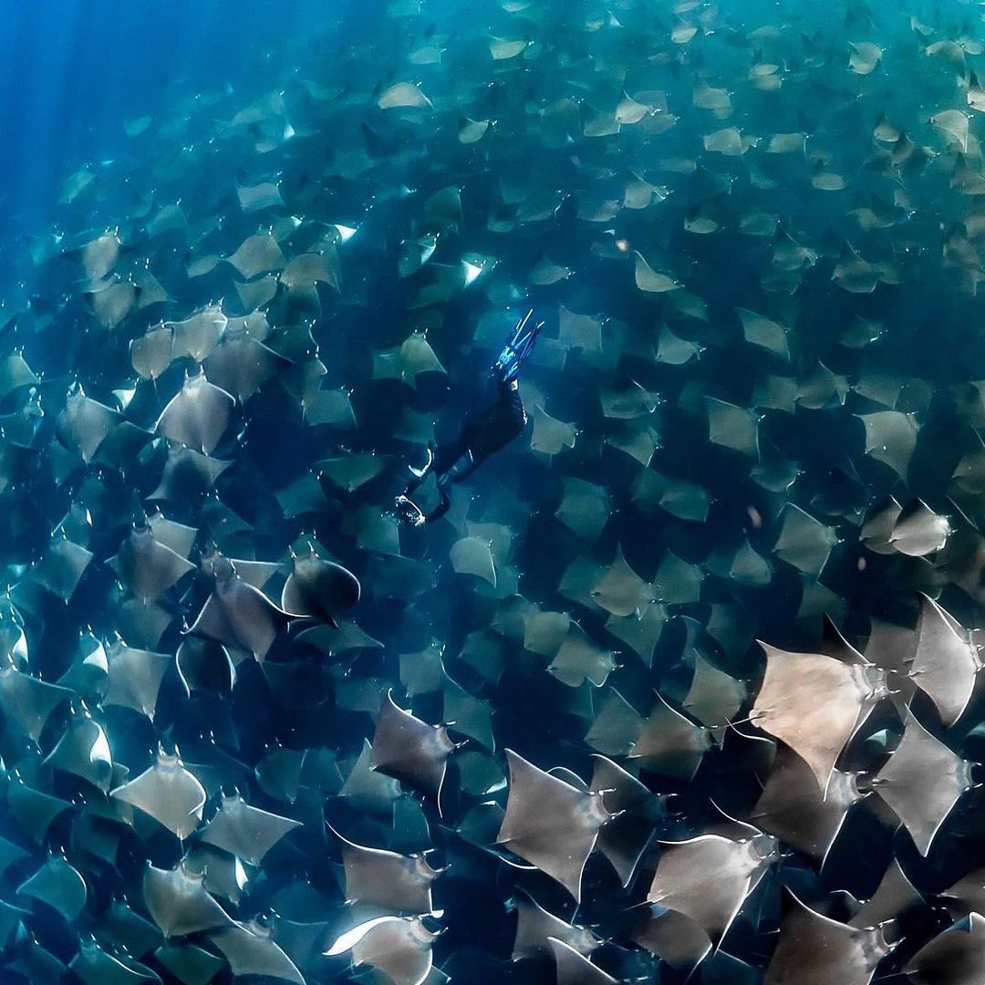 Захватывающие дух кадры морских глубин, таинственные обитатели океана и невероятные подводные пейзажи — всё это творения Нади Али, талантливой фотографа, режиссёра и бесстрашной исследовательницы подводного мира.