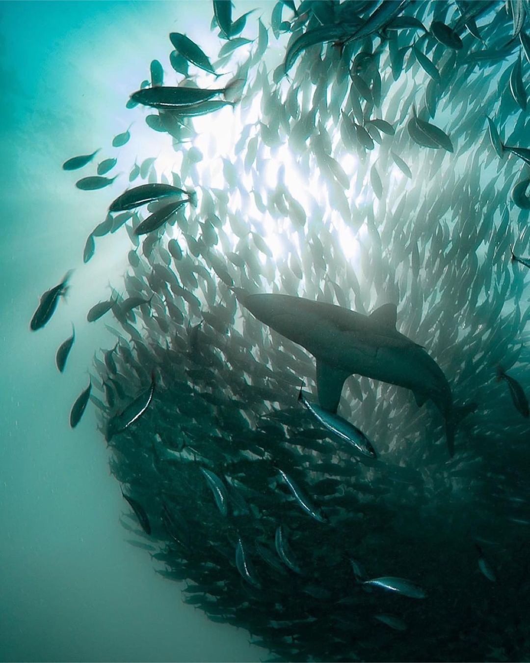 Захватывающие дух кадры морских глубин, таинственные обитатели океана и невероятные подводные пейзажи — всё это творения Нади Али, талантливой фотографа, режиссёра и бесстрашной исследовательницы подводного мира.