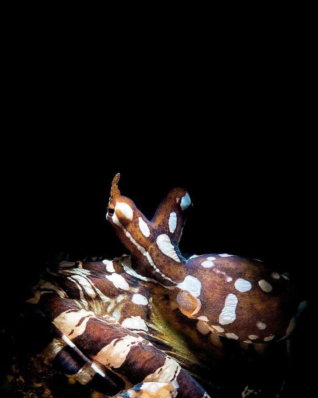 Захватывающие дух кадры морских глубин, таинственные обитатели океана и невероятные подводные пейзажи — всё это творения Нади Али, талантливой фотографа, режиссёра и бесстрашной исследовательницы подводного мира.