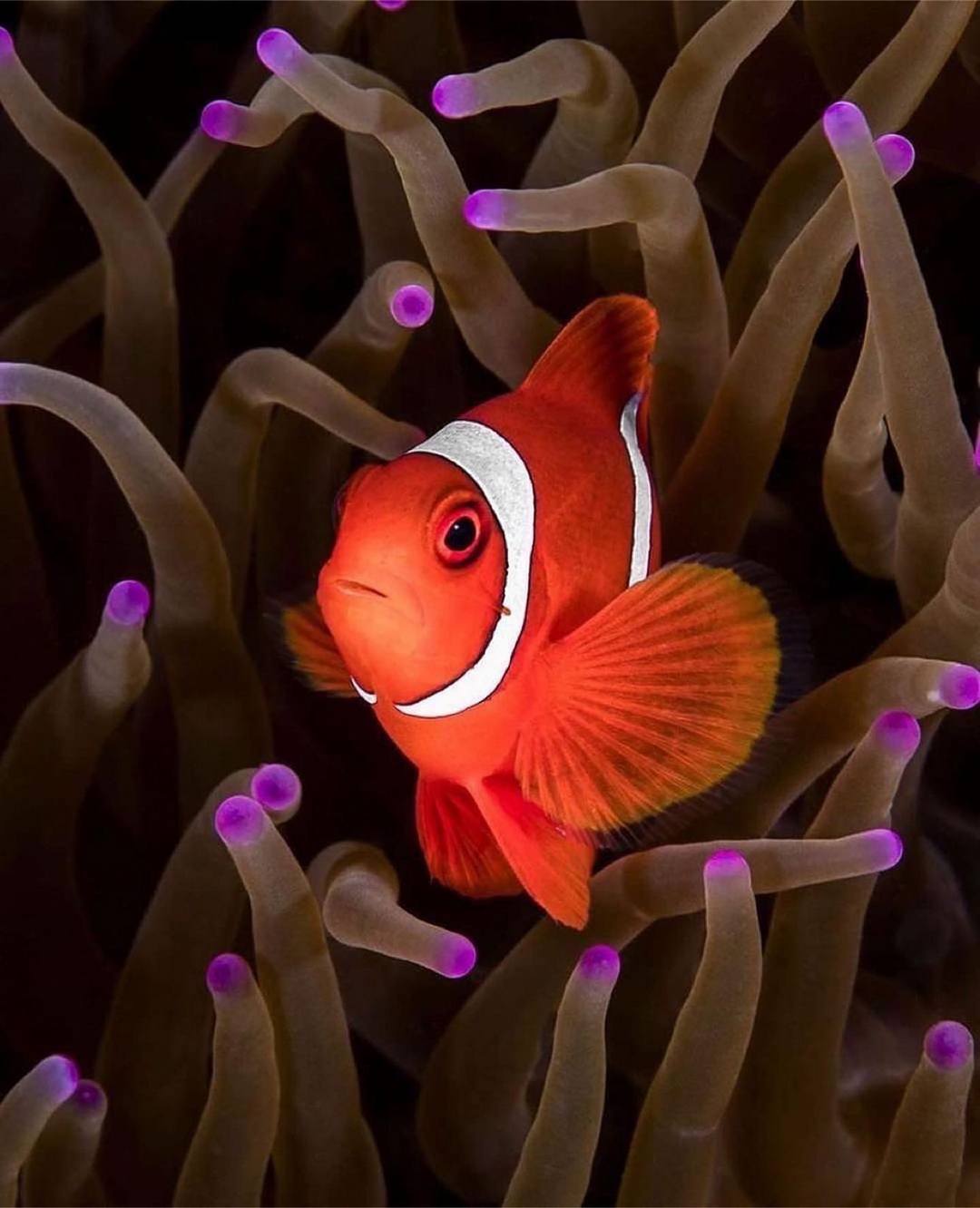 Захватывающие дух кадры морских глубин, таинственные обитатели океана и невероятные подводные пейзажи — всё это творения Нади Али, талантливой фотографа, режиссёра и бесстрашной исследовательницы подводного мира.