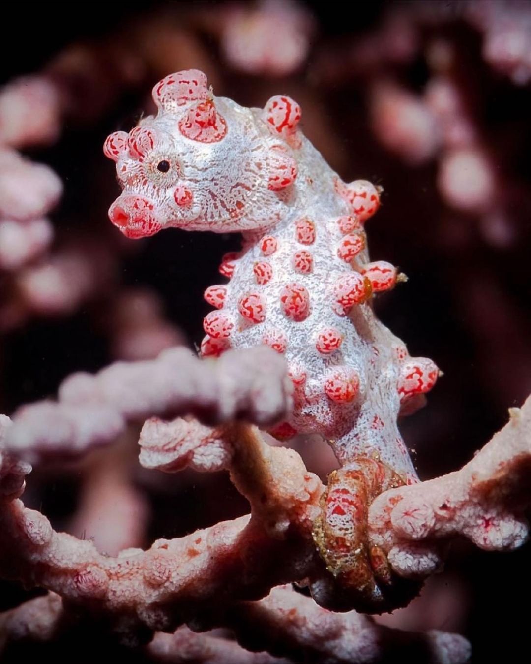 Захватывающие дух кадры морских глубин, таинственные обитатели океана и невероятные подводные пейзажи — всё это творения Нади Али, талантливой фотографа, режиссёра и бесстрашной исследовательницы подводного мира.