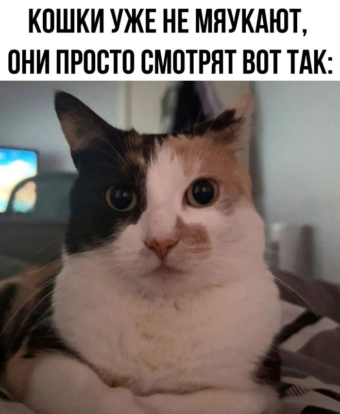 Смешные картинки с надписями