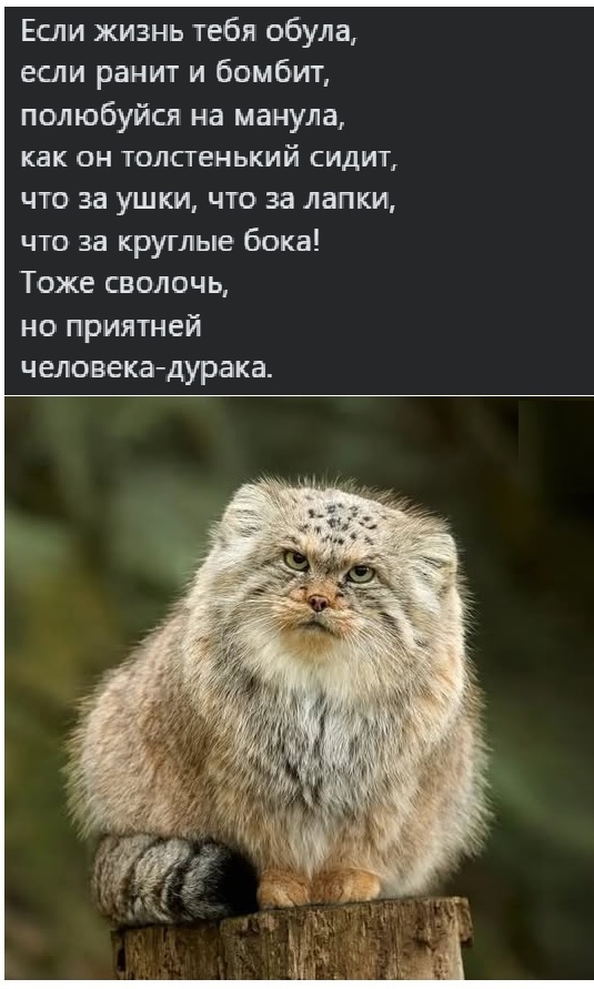 Свежие мемы и смешные картинки: взрослый юмор, который взорвет ваш день