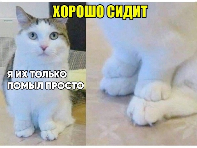 Новый сборник смешных картинок: Поднимите настроение с прикольными подписями