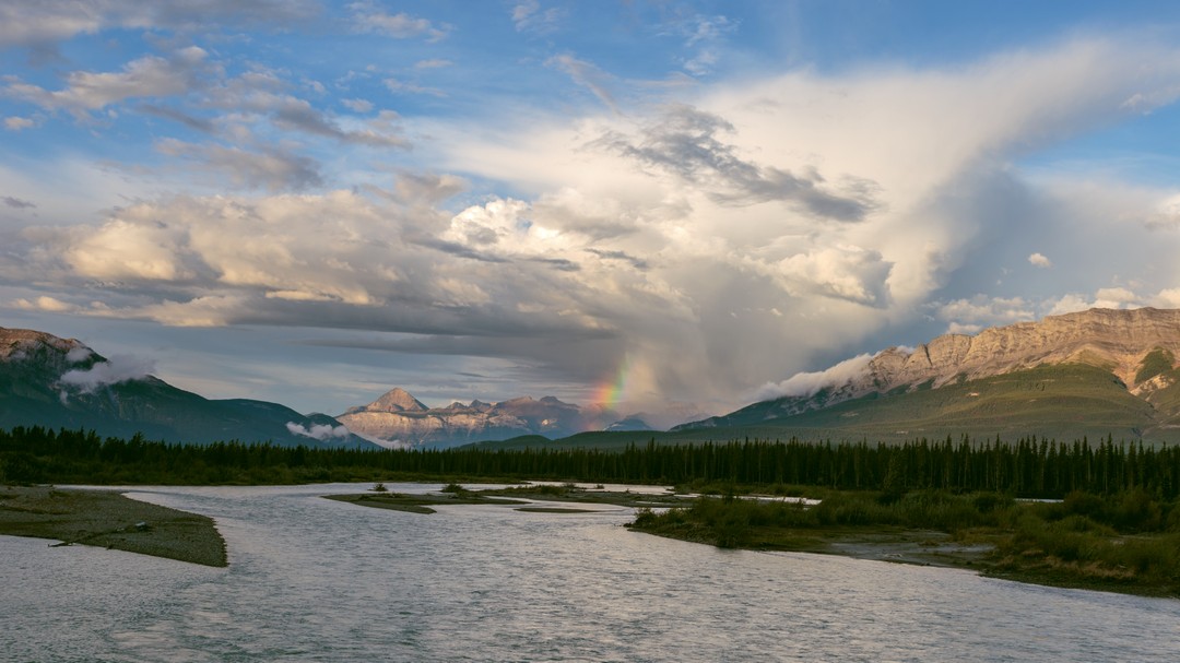 Дикая природа в объективе