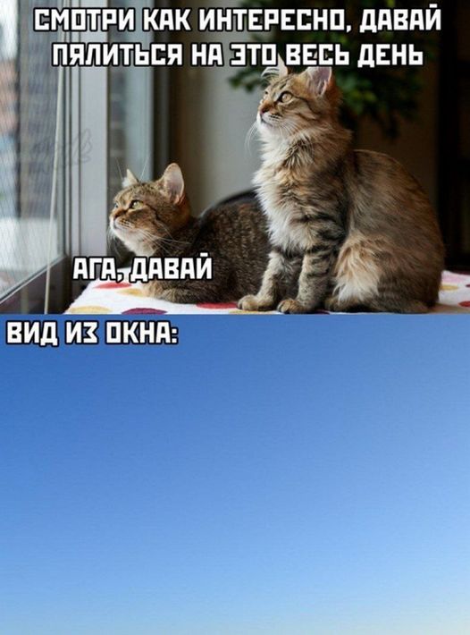 Новый сборник смешных картинок: Поднимите настроение с прикольными подписями