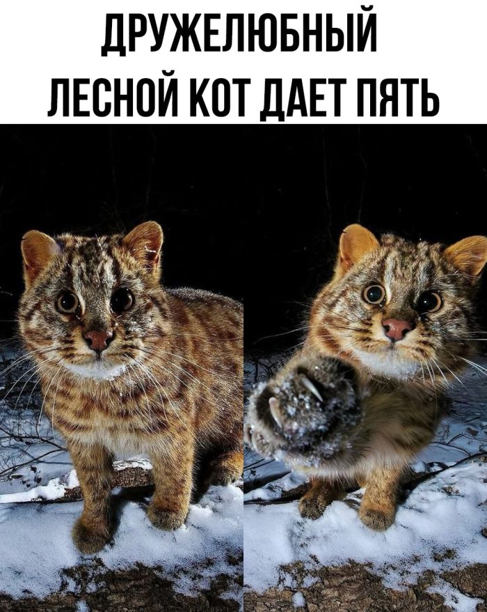 Смешные мемы