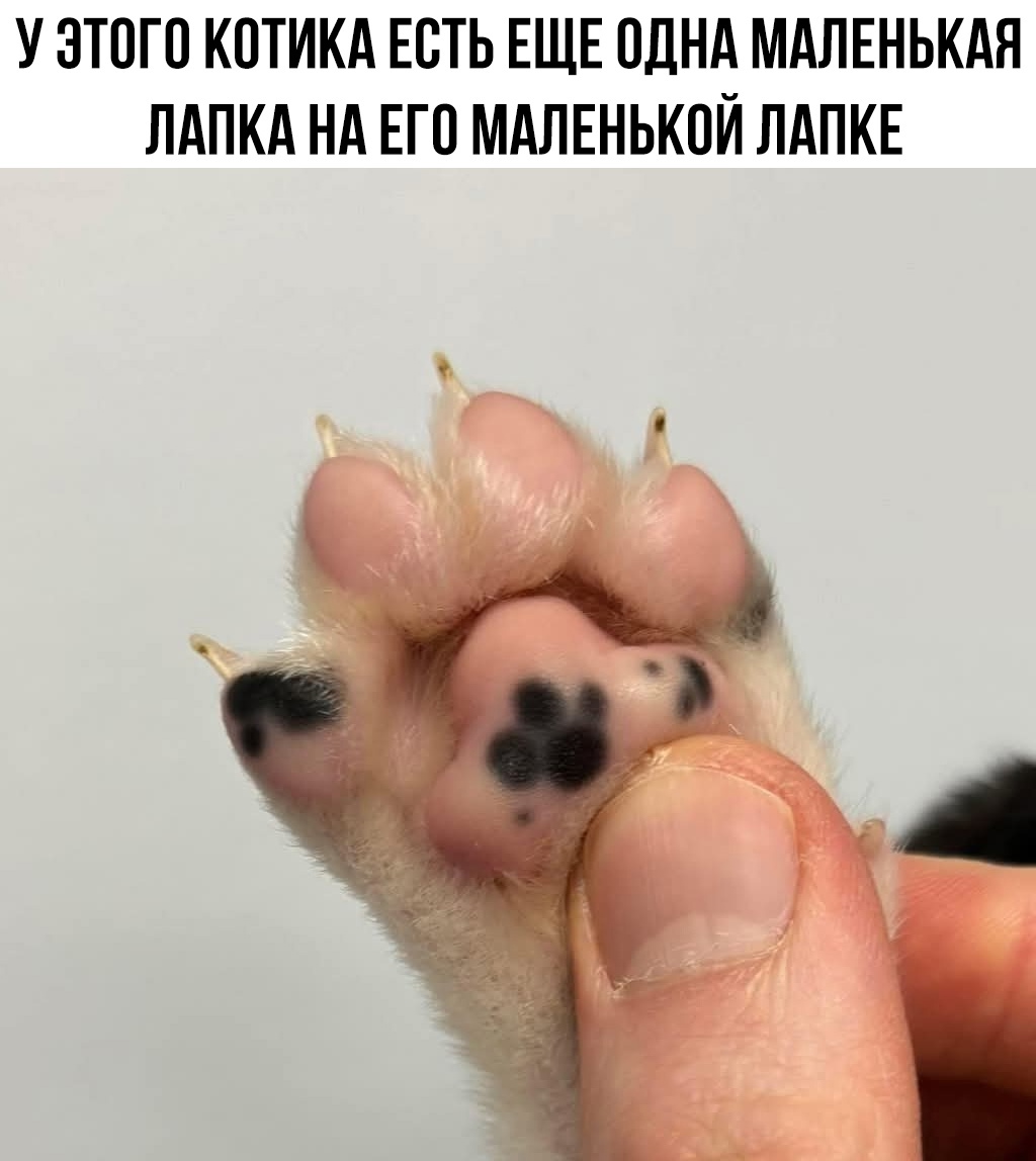 смешные приколы