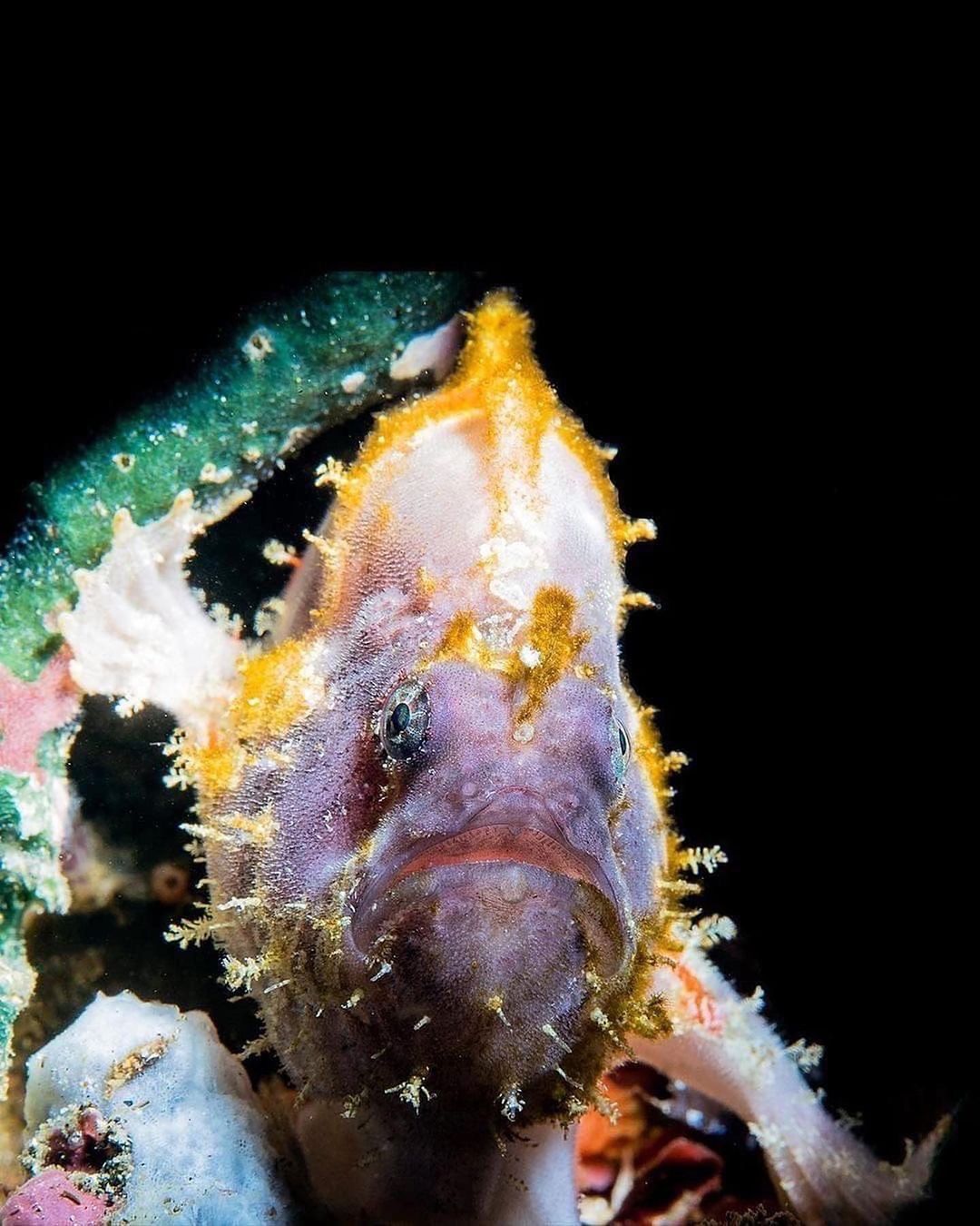 Захватывающие дух кадры морских глубин, таинственные обитатели океана и невероятные подводные пейзажи — всё это творения Нади Али, талантливой фотографа, режиссёра и бесстрашной исследовательницы подводного мира.