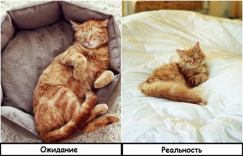 Лежанка для кота