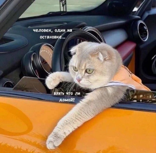 Свежие мемы и смешные картинки: взрослый юмор, который взорвет ваш день