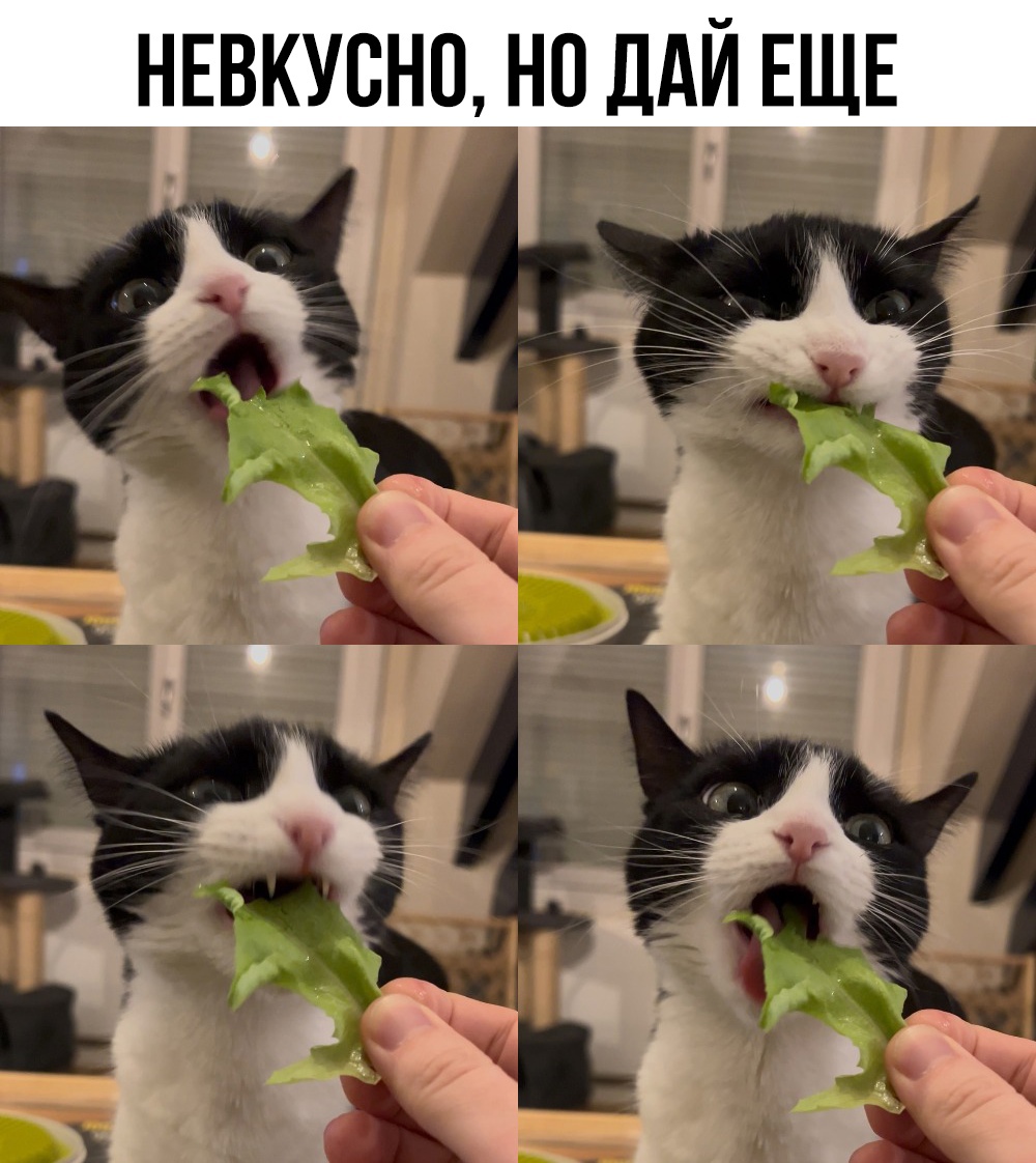 Смешные мемы