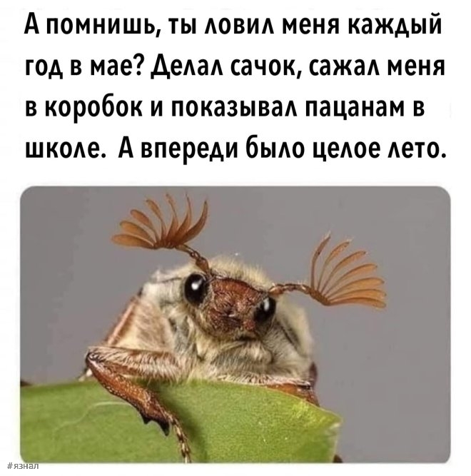 Прикольные мемы