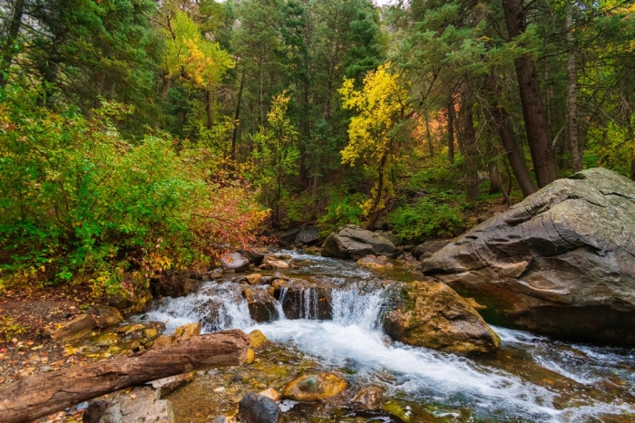 Дикая природа в объективе