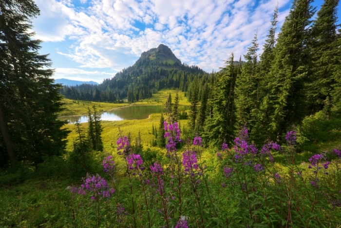 Дикая природа в объективе