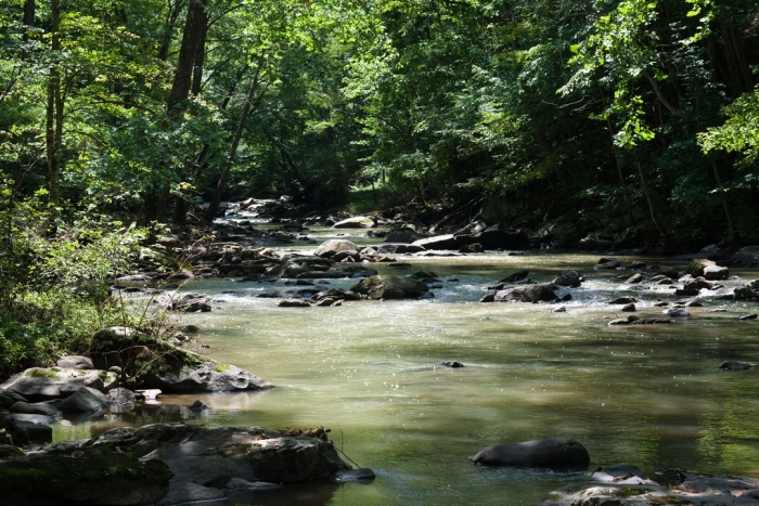 Дикая природа в объективе