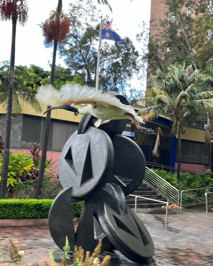 Фото из Австралии