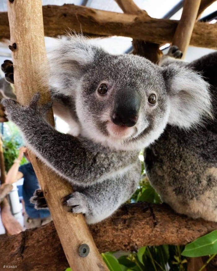 Фото из Австралии