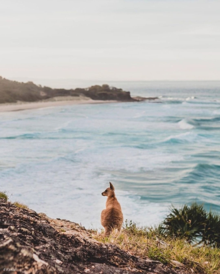 Фото из Австралии