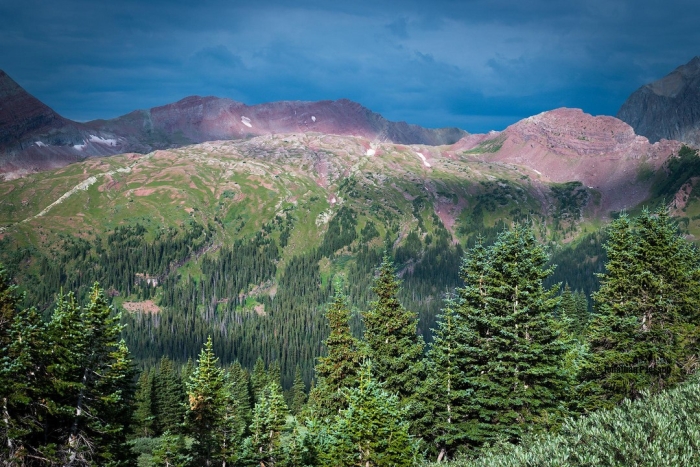 Дикая природа в объективе