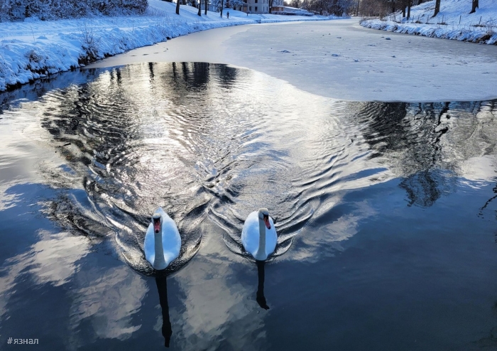 Фото животных