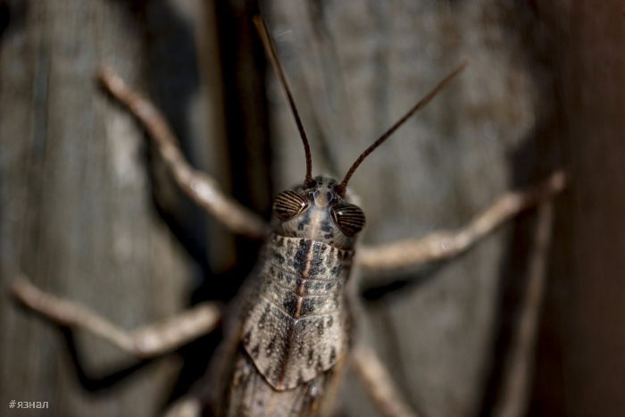 Фото животных