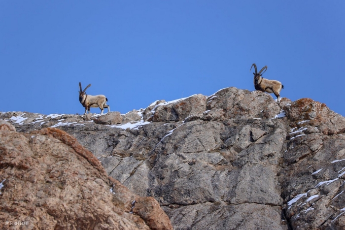 Фото животных