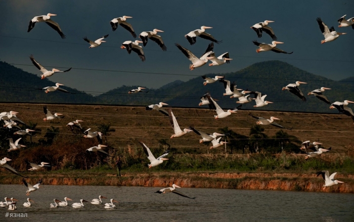 Фото животных