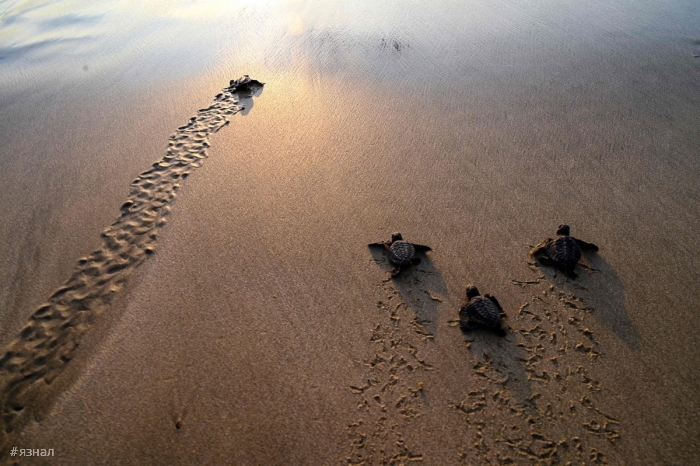 Фото животных