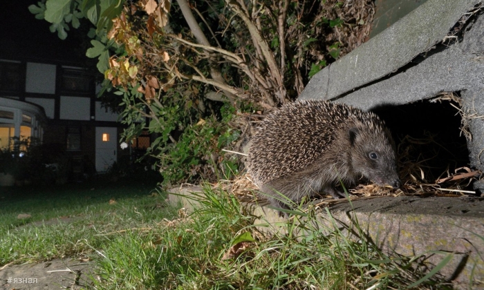Фото животных