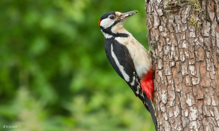 Фото животных