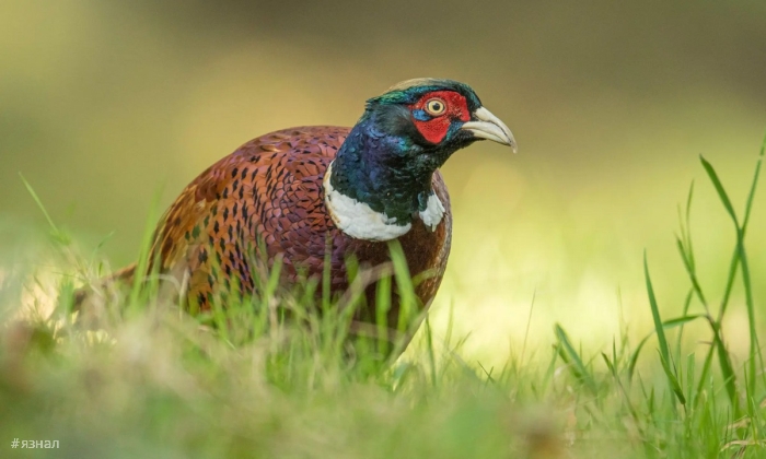 Фото животных