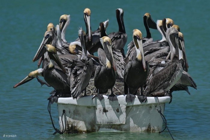 Фото животных