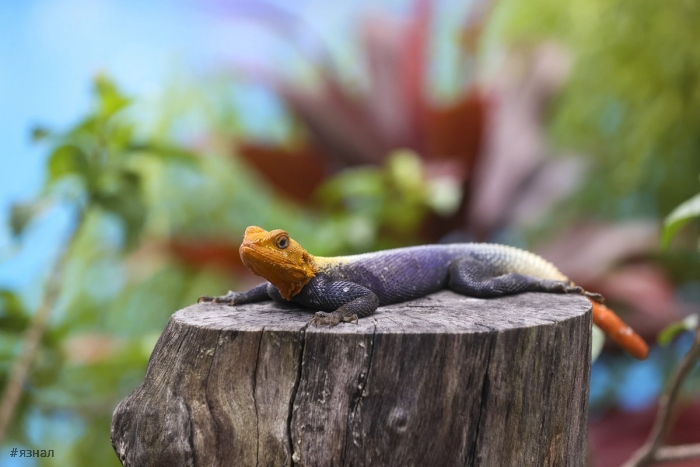 Фото животных