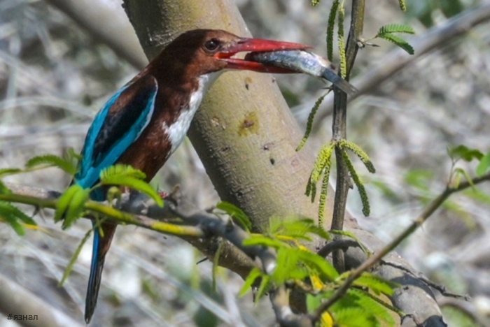 Фото животных