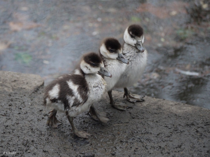 Фото животных