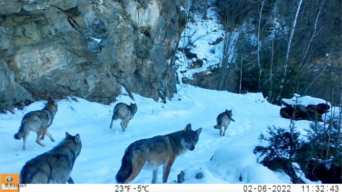 Фото животных