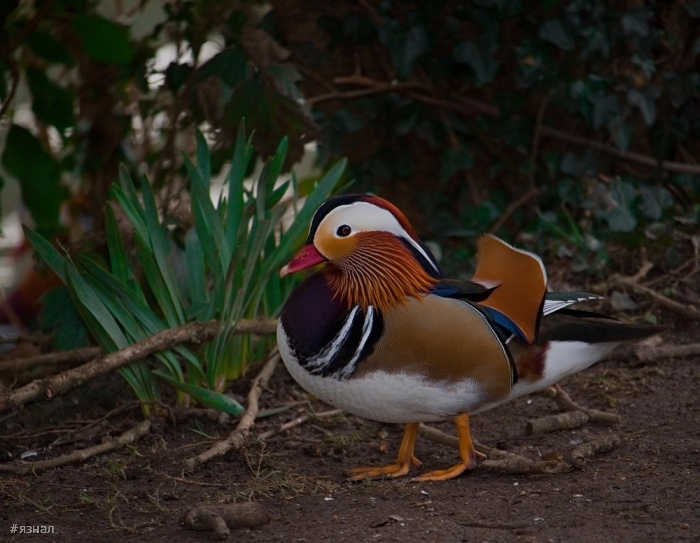 Позитивные фото для настроения