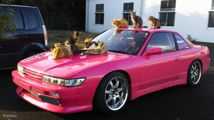 Позитивные фото для настроения