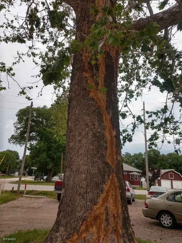 Последствия удара молнии