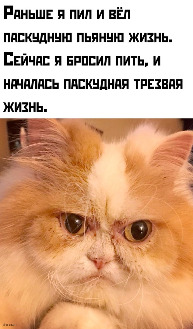 Веселые мемы