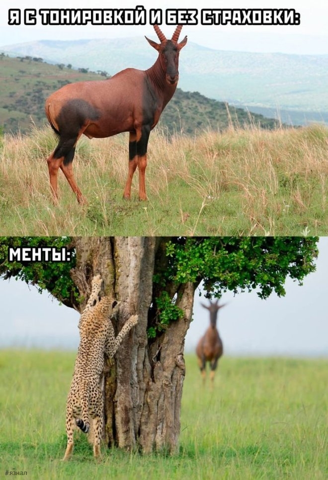 Веселые картинки с надписями