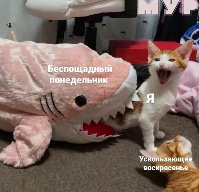 Свежие приколы