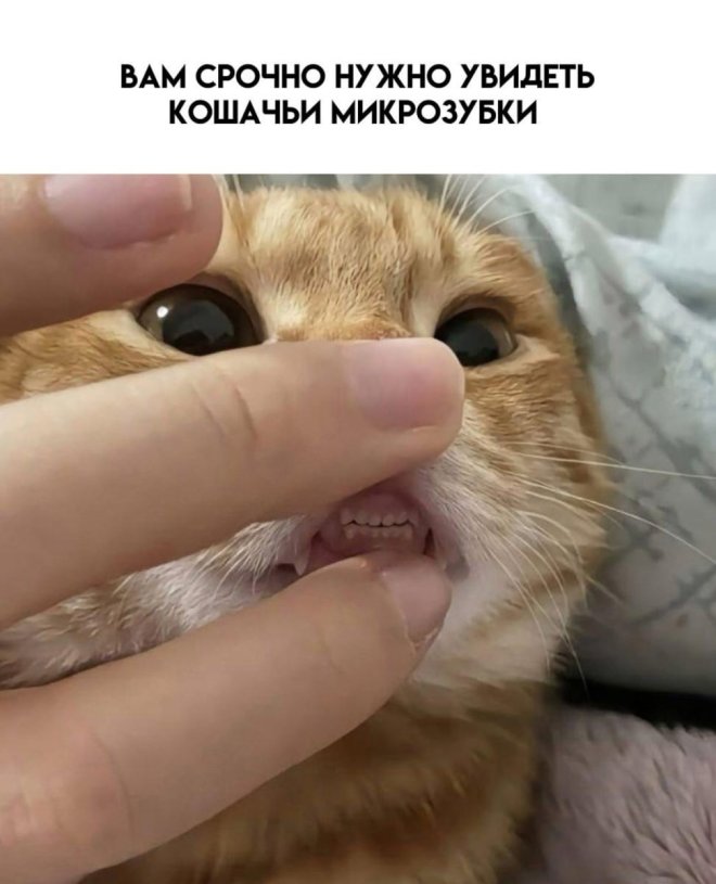 Свежие приколы