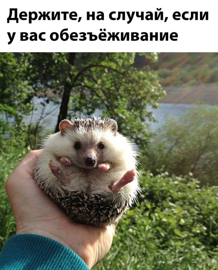 Прикольные картинки