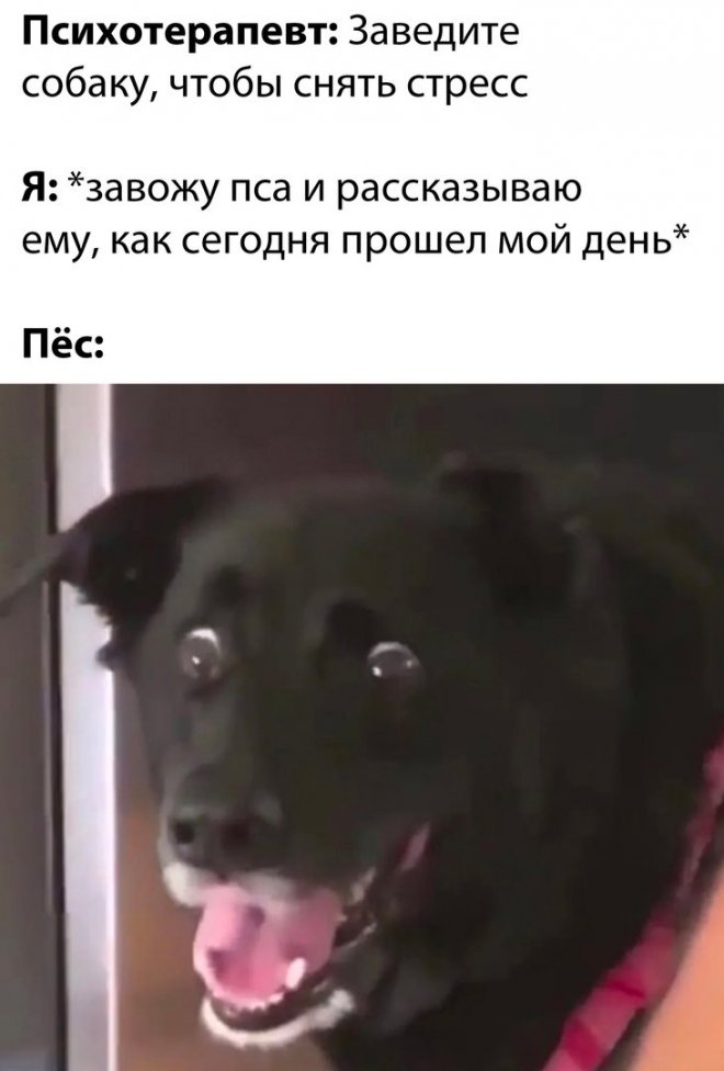 Самые смешные картинки и свежие мемы
