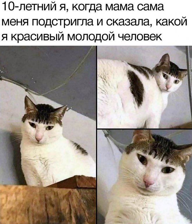 Самые смешные фото приколы и новые мемы — свежий юмор для отличного настроения