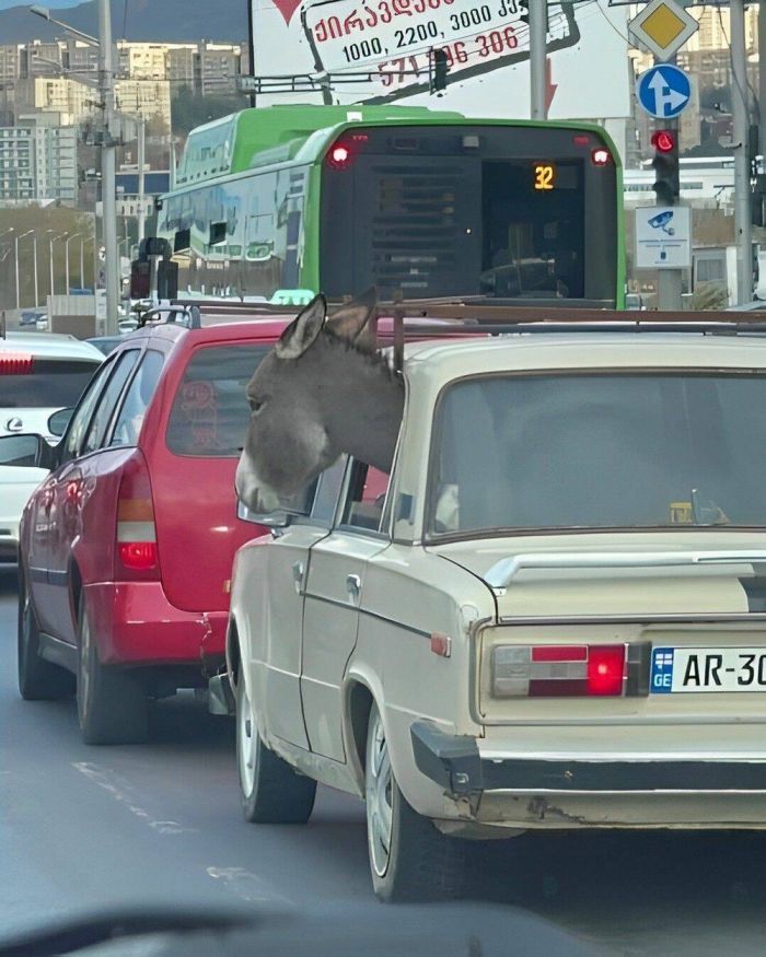 Самые смешные картинки и свежие мемы