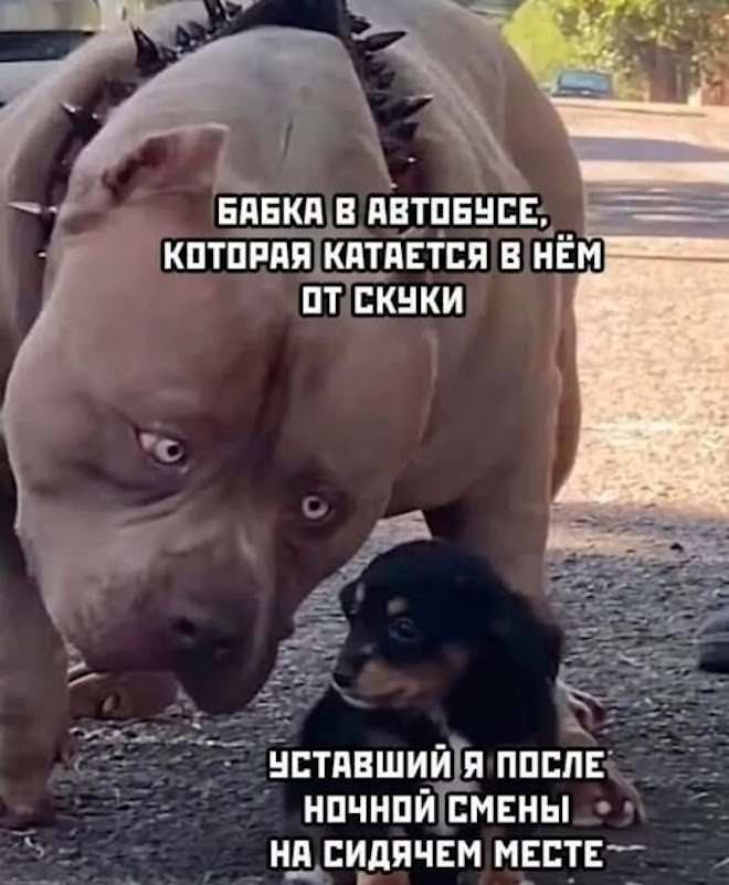 Свежие приколы
